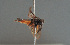  ( - BC ZSM HYM 12718)  @11 [ ] CreativeCommons - Attribution Non-Commercial Share-Alike (2014) Stefan Schmidt SNSB, Zoologische Staatssammlung Muenchen