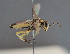  ( - BC ZSM HYM 12727)  @12 [ ] CreativeCommons - Attribution Non-Commercial Share-Alike (2014) Stefan Schmidt SNSB, Zoologische Staatssammlung Muenchen