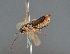  ( - BC ZSM HYM 12730)  @11 [ ] CreativeCommons - Attribution Non-Commercial Share-Alike (2014) Stefan Schmidt SNSB, Zoologische Staatssammlung Muenchen