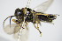  ( - BC ZSM HYM 16537)  @12 [ ] CreativeCommons - Attribution Non-Commercial Share-Alike (2015) Unspecified SNSB, Zoologische Staatssammlung Muenchen