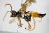  ( - BC ZSM HYM 16551)  @12 [ ] CreativeCommons - Attribution Non-Commercial Share-Alike (2015) Unspecified SNSB, Zoologische Staatssammlung Muenchen