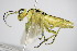  ( - BC ZSM HYM 16561)  @13 [ ] CreativeCommons - Attribution Non-Commercial Share-Alike (2015) Unspecified SNSB, Zoologische Staatssammlung Muenchen