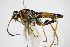  ( - BC ZSM HYM 16581)  @13 [ ] CreativeCommons - Attribution Non-Commercial Share-Alike (2015) Unspecified SNSB, Zoologische Staatssammlung Muenchen