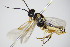  ( - BC ZSM HYM 16676)  @13 [ ] CreativeCommons - Attribution Non-Commercial Share-Alike (2015) Unspecified SNSB, Zoologische Staatssammlung Muenchen