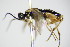  ( - BC ZSM HYM 16686)  @13 [ ] CreativeCommons - Attribution Non-Commercial Share-Alike (2015) Unspecified SNSB, Zoologische Staatssammlung Muenchen