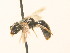  ( - BC ZSM HYM 18048)  @11 [ ] CreativeCommons - Attribution Non-Commercial Share-Alike (2015) Unspecified SNSB, Zoologische Staatssammlung Muenchen