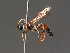  (Spilichneumon limnophilus - BC ZSM HYM 18251)  @13 [ ] CreativeCommons - Attribution Non-Commercial Share-Alike (2015) Unspecified SNSB, Zoologische Staatssammlung Muenchen