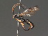  (Cratichneumon coruscator - BC ZSM HYM 18253)  @14 [ ] CreativeCommons - Attribution Non-Commercial Share-Alike (2015) Unspecified SNSB, Zoologische Staatssammlung Muenchen
