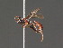  ( - BC ZSM HYM 18255)  @13 [ ] CreativeCommons - Attribution Non-Commercial Share-Alike (2015) Unspecified SNSB, Zoologische Staatssammlung Muenchen