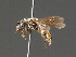  ( - BC ZSM HYM 18279)  @14 [ ] CreativeCommons - Attribution Non-Commercial Share-Alike (2015) Unspecified SNSB, Zoologische Staatssammlung Muenchen