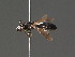 ( - BC ZSM HYM 18286)  @13 [ ] CreativeCommons - Attribution Non-Commercial Share-Alike (2015) Unspecified SNSB, Zoologische Staatssammlung Muenchen