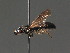  ( - BC ZSM HYM 18288)  @12 [ ] CreativeCommons - Attribution Non-Commercial Share-Alike (2015) Unspecified SNSB, Zoologische Staatssammlung Muenchen