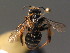  (Melitta haemorrhoidalis - BC ZSM HYM 18315)  @14 [ ] CreativeCommons - Attribution Non-Commercial Share-Alike (2015) Unspecified SNSB, Zoologische Staatssammlung Muenchen