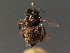  ( - BC ZSM HYM 18323)  @13 [ ] CreativeCommons - Attribution Non-Commercial Share-Alike (2015) Unspecified SNSB, Zoologische Staatssammlung Muenchen