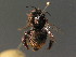  ( - BC ZSM HYM 18324)  @13 [ ] CreativeCommons - Attribution Non-Commercial Share-Alike (2015) Unspecified SNSB, Zoologische Staatssammlung Muenchen