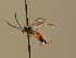  (Sussaba erigator - BC ZSM HYM 19127)  @14 [ ] CreativeCommons - Attribution Non-Commercial Share-Alike (2015) Unspecified SNSB, Zoologische Staatssammlung Muenchen