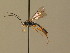  (Hemiphanes - BC ZSM HYM 19138)  @14 [ ] CreativeCommons - Attribution Non-Commercial Share-Alike (2015) Unspecified SNSB, Zoologische Staatssammlung Muenchen