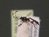  ( - BC ZSM HYM 19158)  @14 [ ] CreativeCommons - Attribution Non-Commercial Share-Alike (2015) Unspecified SNSB, Zoologische Staatssammlung Muenchen