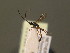  ( - BC ZSM HYM 19164)  @14 [ ] CreativeCommons - Attribution Non-Commercial Share-Alike (2015) Unspecified SNSB, Zoologische Staatssammlung Muenchen
