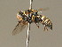  ( - BC ZSM HYM 19253)  @14 [ ] CreativeCommons - Attribution Non-Commercial Share-Alike (2015) Unspecified SNSB, Zoologische Staatssammlung Muenchen