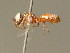  (Parapiagetia - BC ZSM HYM 19280)  @14 [ ] CreativeCommons - Attribution Non-Commercial Share-Alike (2015) Unspecified SNSB, Zoologische Staatssammlung Muenchen