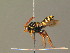  (Nomada fulvicornis - BC ZSM HYM 19291)  @15 [ ] CreativeCommons - Attribution Non-Commercial Share-Alike (2015) Unspecified SNSB, Zoologische Staatssammlung Muenchen