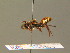  ( - BC ZSM HYM 19292)  @13 [ ] CreativeCommons - Attribution Non-Commercial Share-Alike (2015) Unspecified SNSB, Zoologische Staatssammlung Muenchen