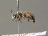  ( - BC ZSM HYM 19322)  @14 [ ] CreativeCommons - Attribution Non-Commercial Share-Alike (2015) Unspecified SNSB, Zoologische Staatssammlung Muenchen