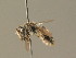  (Andrena viridescens - BC ZSM HYM 19331)  @14 [ ] CreativeCommons - Attribution Non-Commercial Share-Alike (2015) Unspecified SNSB, Zoologische Staatssammlung Muenchen