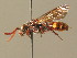  ( - BC ZSM HYM 19369)  @12 [ ] CreativeCommons - Attribution Non-Commercial Share-Alike (2015) Unspecified SNSB, Zoologische Staatssammlung Muenchen
