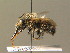  ( - BC ZSM HYM 19378)  @12 [ ] CreativeCommons - Attribution Non-Commercial Share-Alike (2015) Unspecified SNSB, Zoologische Staatssammlung Muenchen