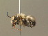  ( - BC ZSM HYM 19379)  @13 [ ] CreativeCommons - Attribution Non-Commercial Share-Alike (2015) Unspecified SNSB, Zoologische Staatssammlung Muenchen