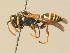  ( - BC ZSM HYM 19396)  @14 [ ] CreativeCommons - Attribution Non-Commercial Share-Alike (2015) Unspecified SNSB, Zoologische Staatssammlung Muenchen