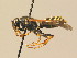  ( - BC ZSM HYM 19400)  @13 [ ] CreativeCommons - Attribution Non-Commercial Share-Alike (2015) Unspecified SNSB, Zoologische Staatssammlung Muenchen