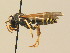  ( - BC ZSM HYM 19401)  @14 [ ] CreativeCommons - Attribution Non-Commercial Share-Alike (2015) Unspecified SNSB, Zoologische Staatssammlung Muenchen