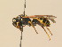  ( - BC ZSM HYM 19403)  @14 [ ] CreativeCommons - Attribution Non-Commercial Share-Alike (2015) Unspecified SNSB, Zoologische Staatssammlung Muenchen