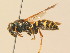 ( - BC ZSM HYM 19404)  @14 [ ] CreativeCommons - Attribution Non-Commercial Share-Alike (2015) Unspecified SNSB, Zoologische Staatssammlung Muenchen