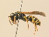  ( - BC ZSM HYM 19405)  @13 [ ] CreativeCommons - Attribution Non-Commercial Share-Alike (2015) Unspecified SNSB, Zoologische Staatssammlung Muenchen
