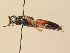  (Larra - BC ZSM HYM 19459)  @14 [ ] CreativeCommons - Attribution Non-Commercial Share-Alike (2015) Unspecified SNSB, Zoologische Staatssammlung Muenchen