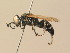  (Tachytes comberi - BC ZSM HYM 19496)  @15 [ ] CreativeCommons - Attribution Non-Commercial Share-Alike (2015) Unspecified SNSB, Zoologische Staatssammlung Muenchen