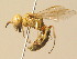  (Philanthus pallidus - BC ZSM HYM 19511)  @15 [ ] CreativeCommons - Attribution Non-Commercial Share-Alike (2015) Unspecified SNSB, Zoologische Staatssammlung Muenchen
