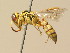  (Philanthus minor - BC ZSM HYM 19523)  @15 [ ] CreativeCommons - Attribution Non-Commercial Share-Alike (2015) Unspecified SNSB, Zoologische Staatssammlung Muenchen