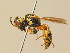  (Philanthus variegatus - BC ZSM HYM 19530)  @15 [ ] CreativeCommons - Attribution Non-Commercial Share-Alike (2015) Unspecified SNSB, Zoologische Staatssammlung Muenchen