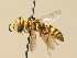  ( - BC ZSM HYM 19531)  @14 [ ] CreativeCommons - Attribution Non-Commercial Share-Alike (2015) Unspecified SNSB, Zoologische Staatssammlung Muenchen