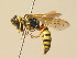  ( - BC ZSM HYM 19532)  @13 [ ] CreativeCommons - Attribution Non-Commercial Share-Alike (2015) Unspecified SNSB, Zoologische Staatssammlung Muenchen