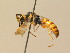  (Philanthus rutilus - BC ZSM HYM 19539)  @14 [ ] CreativeCommons - Attribution Non-Commercial Share-Alike (2015) Unspecified SNSB, Zoologische Staatssammlung Muenchen