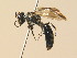  ( - BC ZSM HYM 19566)  @13 [ ] CreativeCommons - Attribution Non-Commercial Share-Alike (2015) Unspecified SNSB, Zoologische Staatssammlung Muenchen