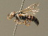  (Palarini - BC ZSM HYM 19593)  @15 [ ] CreativeCommons - Attribution Non-Commercial Share-Alike (2015) Unspecified SNSB, Zoologische Staatssammlung Muenchen