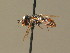  ( - BC ZSM HYM 19617)  @13 [ ] CreativeCommons - Attribution Non-Commercial Share-Alike (2015) Unspecified SNSB, Zoologische Staatssammlung Muenchen