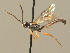  (Tycherus coriaceus - BC ZSM HYM 19649)  @14 [ ] CreativeCommons - Attribution Non-Commercial Share-Alike (2015) Unspecified SNSB, Zoologische Staatssammlung Muenchen